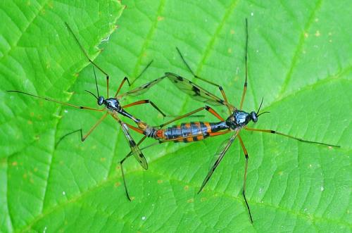 Ptychoptera contaminata